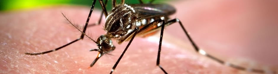 O Urbanidades 19 recebeu a professora e pesquisadora Maria Cecília Bianchi para falar sobre a Dengue. Assista!