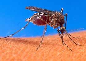 Dengue Saiba Mais